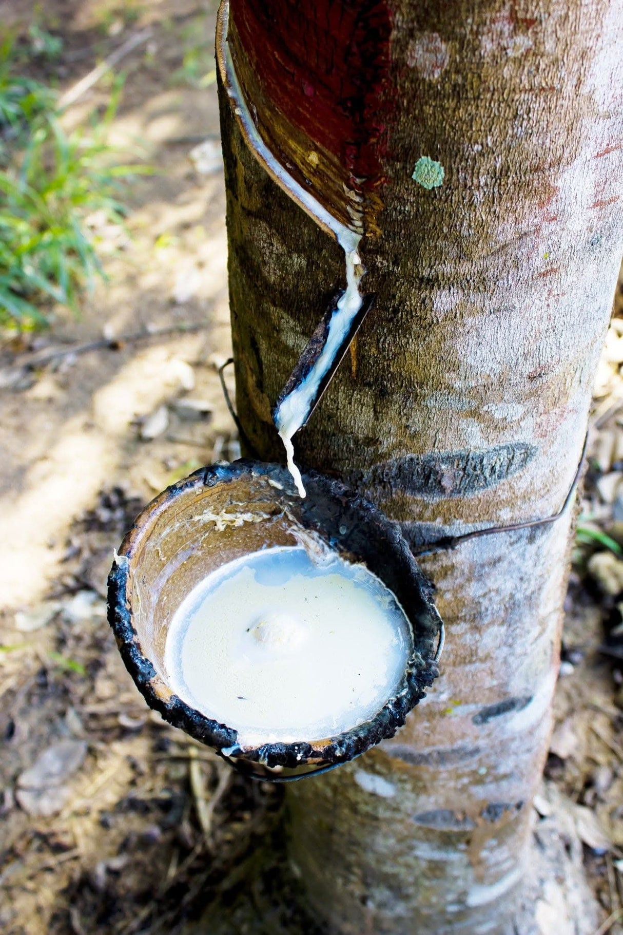 Made from 100% natural rubber tree milk. There is zero synthetic latex in this pillow.